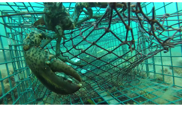 Lobster Trap