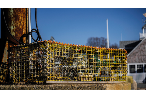 Lobster Trap